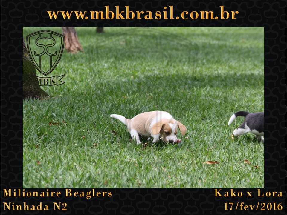 Filhotes Kako x Lora-17fev2016 - web (19)