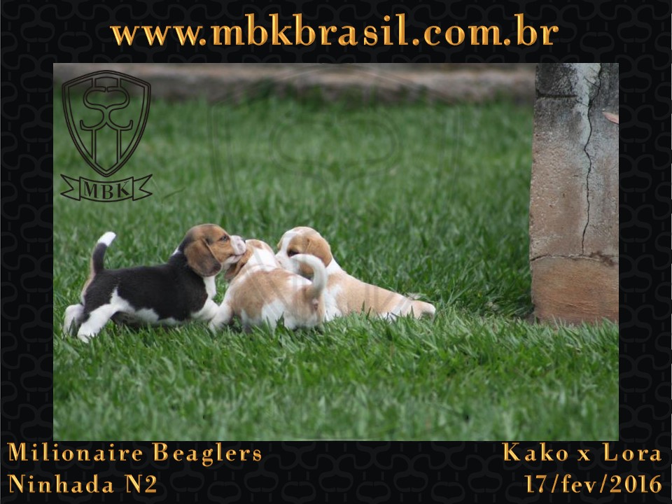 Filhotes Kako x Lora-17fev2016 - web (2)