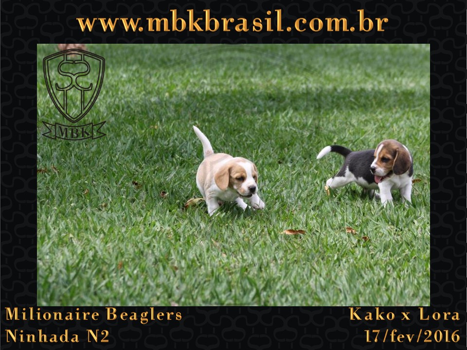 Filhotes Kako x Lora-17fev2016 - web (20)