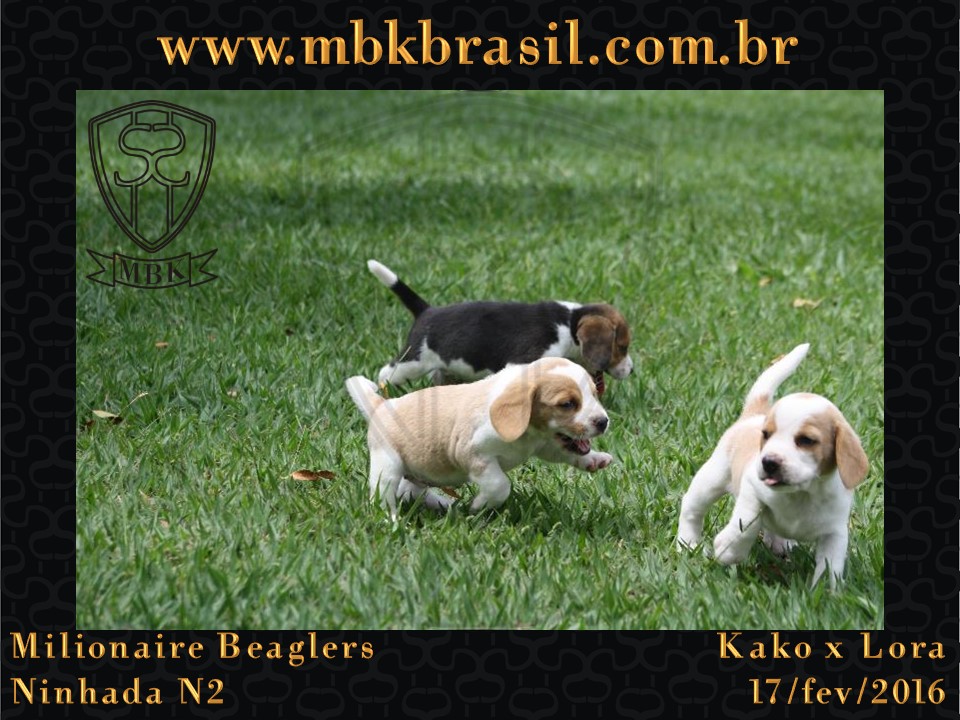 Filhotes Kako x Lora-17fev2016 - web (21)