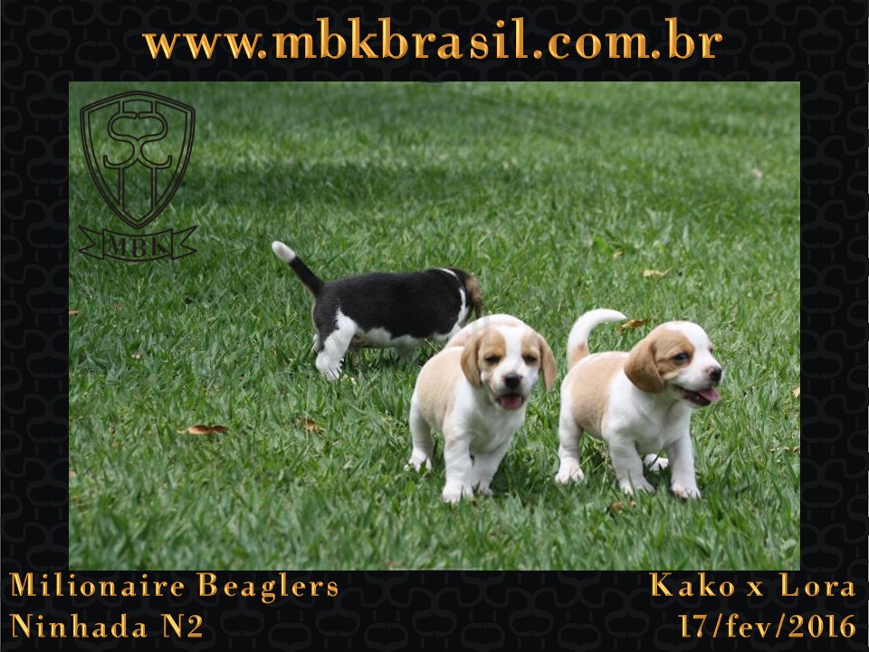 Filhotes Kako x Lora-17fev2016 - web (22)
