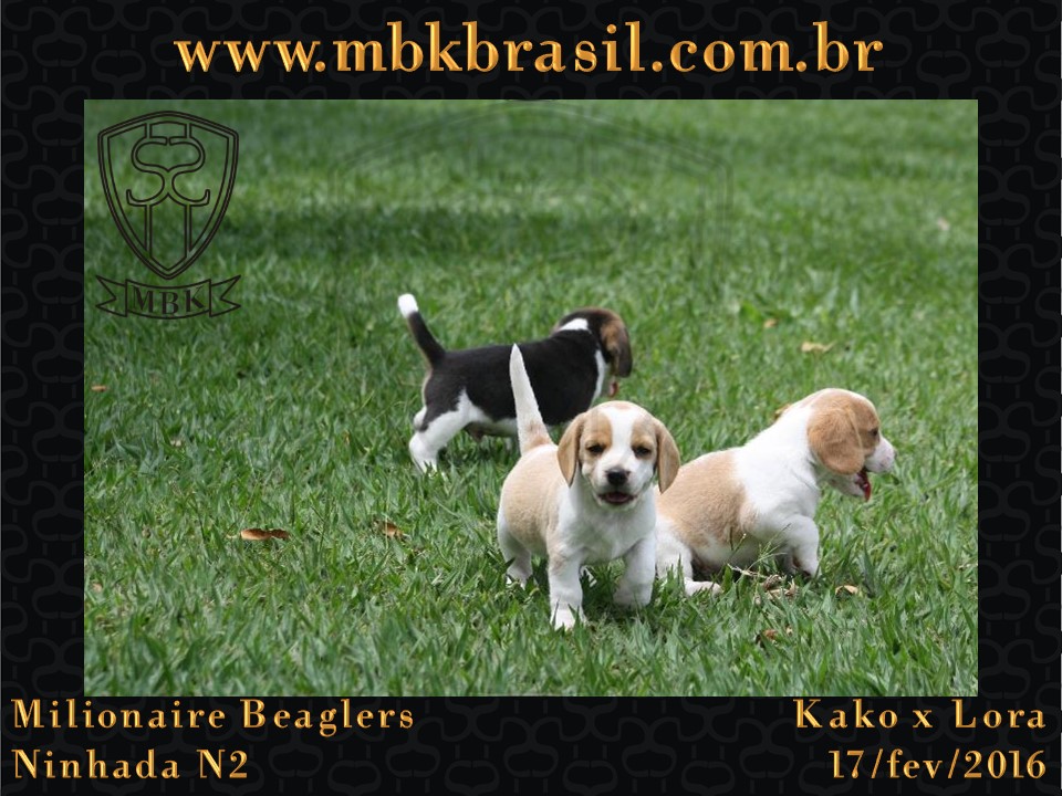Filhotes Kako x Lora-17fev2016 - web (23)