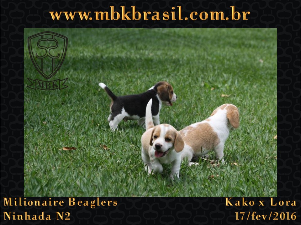 Filhotes Kako x Lora-17fev2016 - web (24)