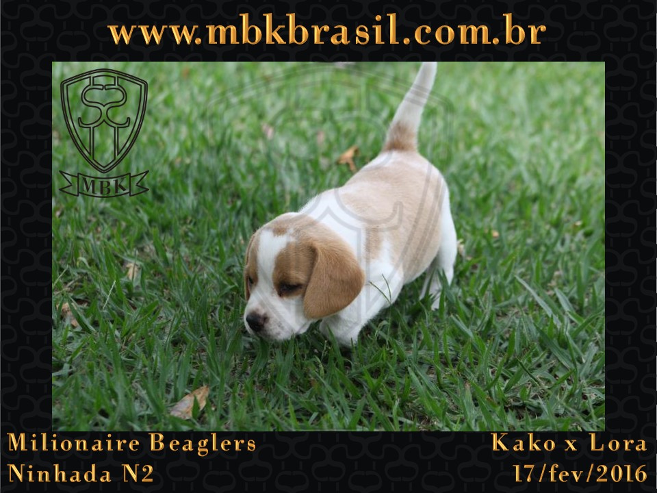 Filhotes Kako x Lora-17fev2016 - web (25)