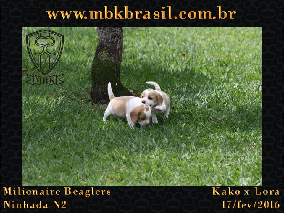 Filhotes Kako x Lora-17fev2016 - web (26)