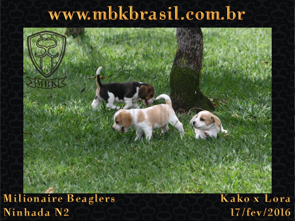 Filhotes Kako x Lora-17fev2016 - web (27)