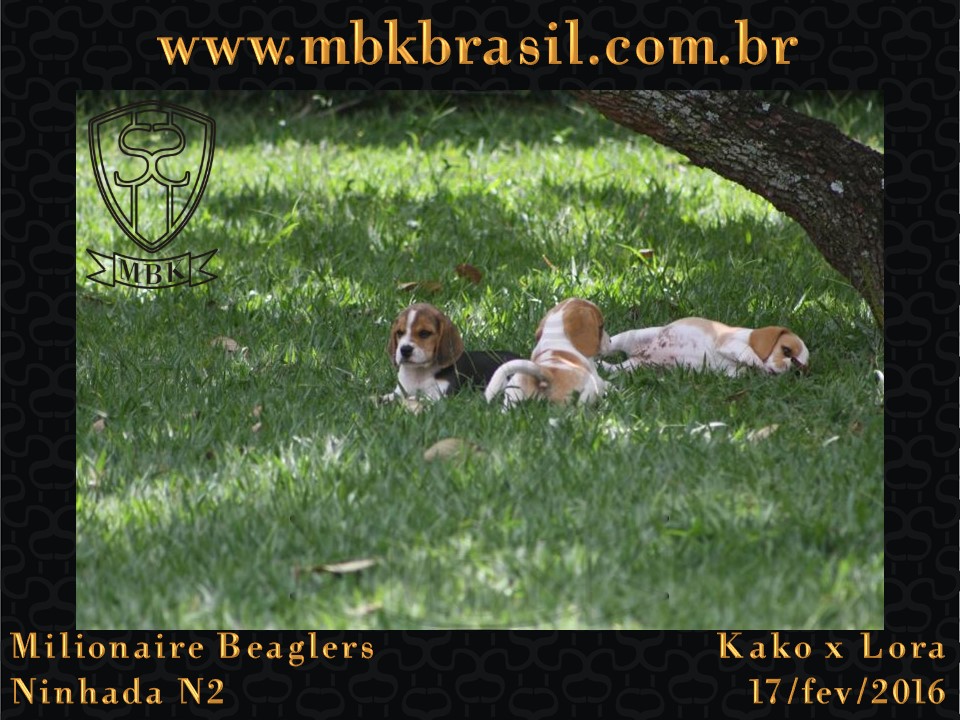 Filhotes Kako x Lora-17fev2016 - web (28)