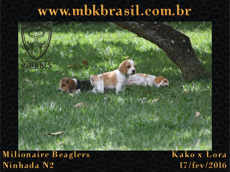 Filhotes Kako x Lora-17fev2016 - web (29)