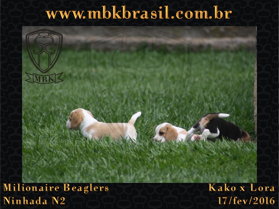 Filhotes Kako x Lora-17fev2016 - web (3)