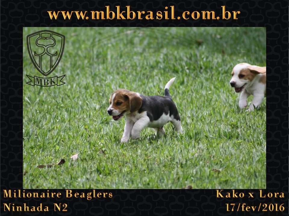 Filhotes Kako x Lora-17fev2016 - web (30)
