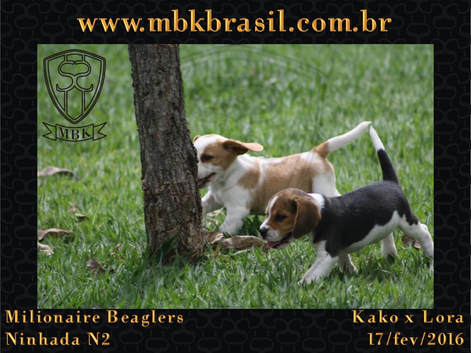 Filhotes Kako x Lora-17fev2016 - web (31)