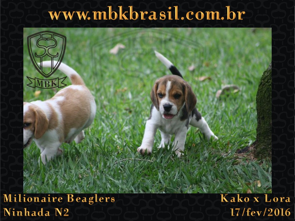 Filhotes Kako x Lora-17fev2016 - web (32)