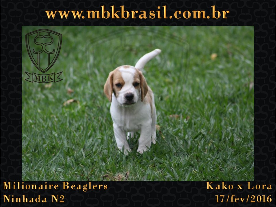Filhotes Kako x Lora-17fev2016 - web (33)