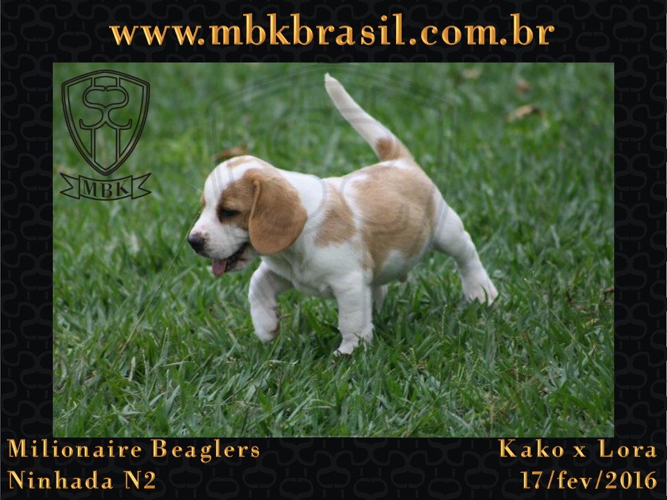 Filhotes Kako x Lora-17fev2016 - web (34)