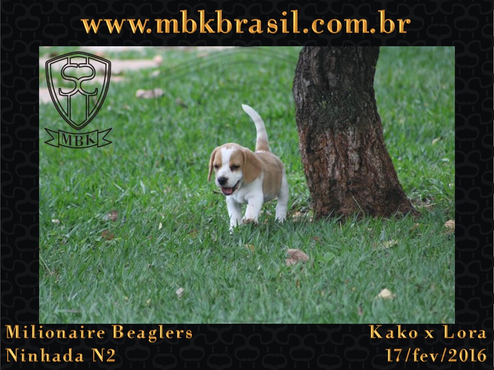 Filhotes Kako x Lora-17fev2016 - web (35)