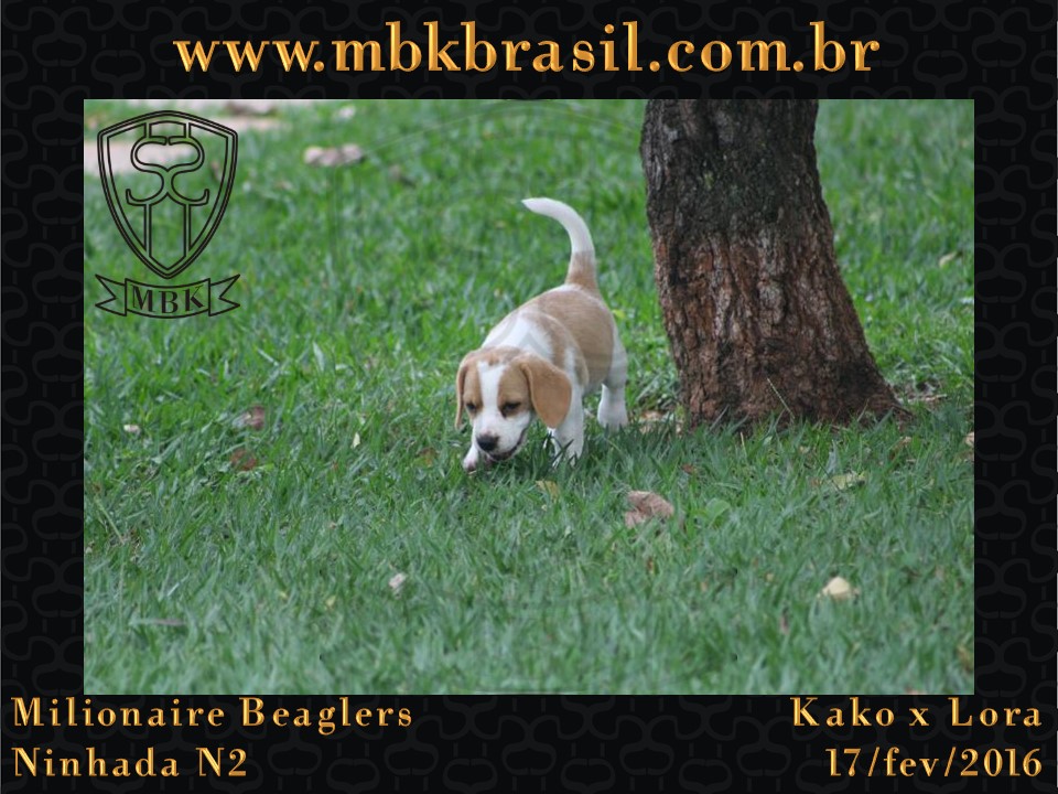 Filhotes Kako x Lora-17fev2016 - web (36)
