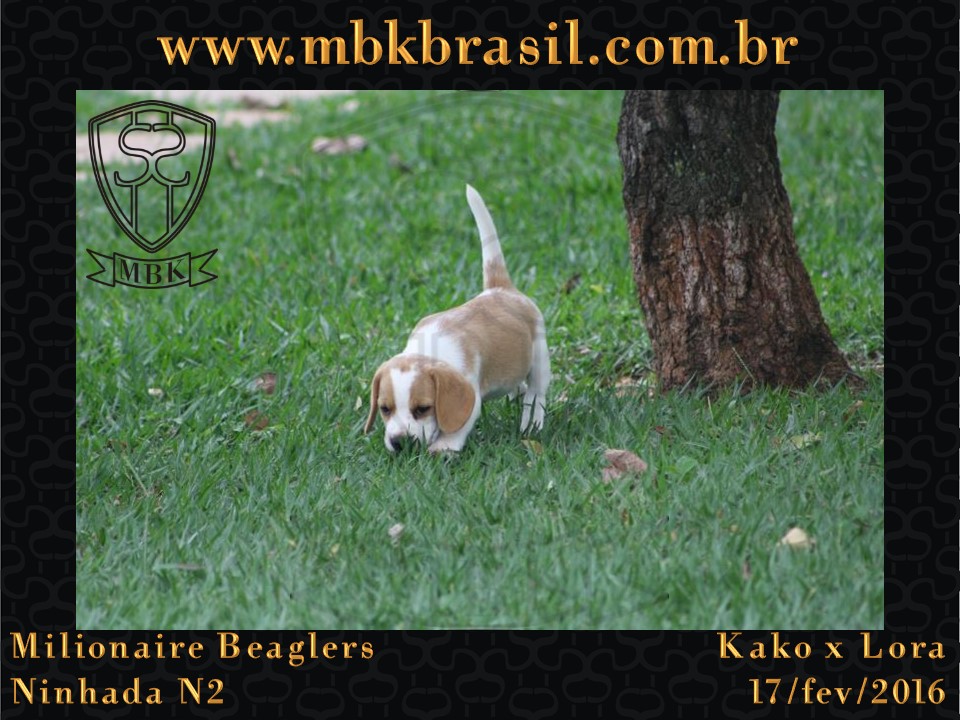 Filhotes Kako x Lora-17fev2016 - web (37)