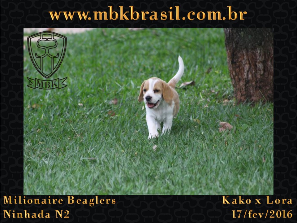Filhotes Kako x Lora-17fev2016 - web (38)