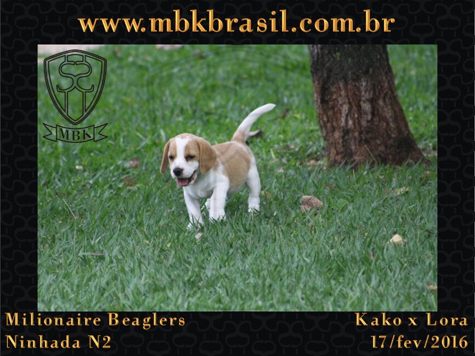 Filhotes Kako x Lora-17fev2016 - web (39)