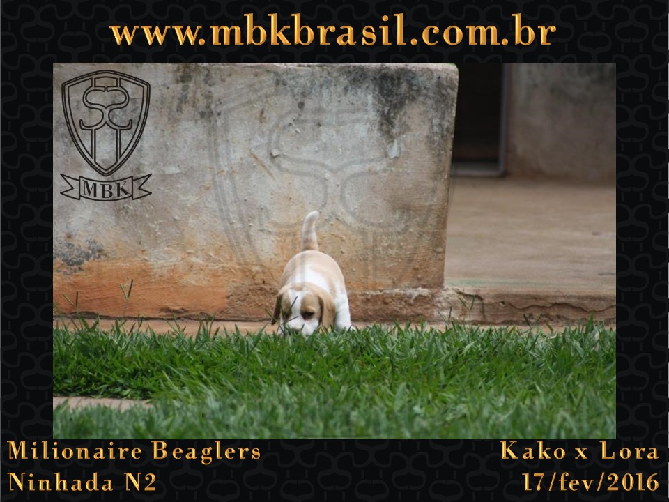 Filhotes Kako x Lora-17fev2016 - web (4)