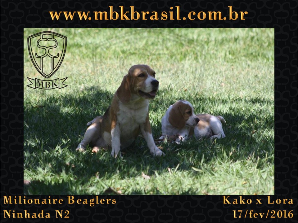 Filhotes Kako x Lora-17fev2016 - web (40)