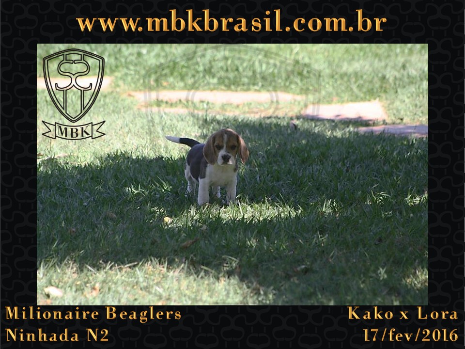 Filhotes Kako x Lora-17fev2016 - web (41)