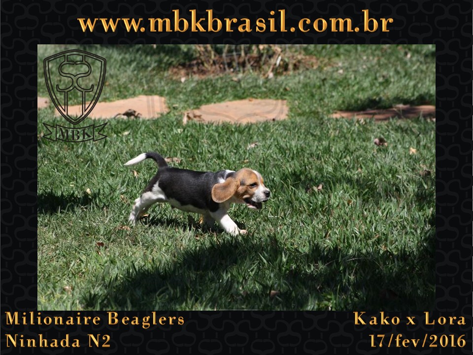 Filhotes Kako x Lora-17fev2016 - web (42)