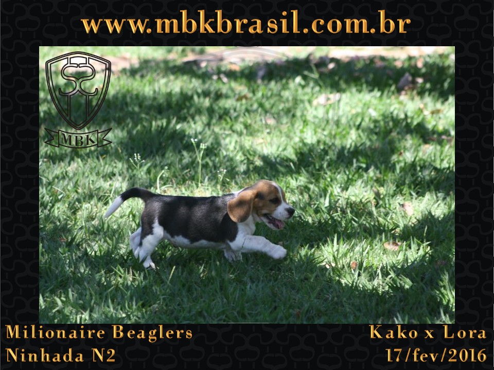 Filhotes Kako x Lora-17fev2016 - web (43)