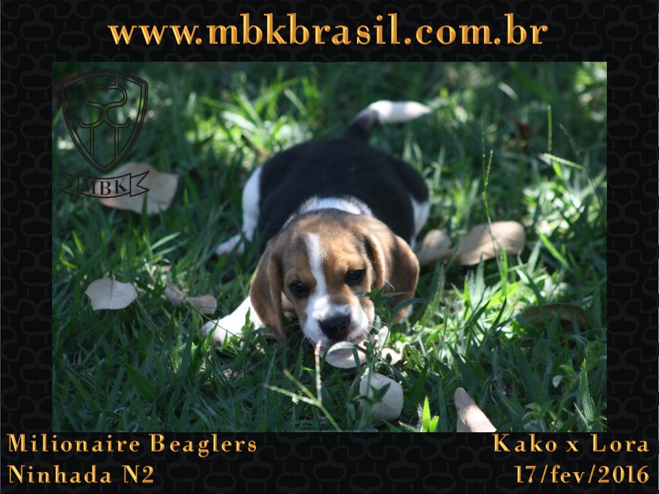 Filhotes Kako x Lora-17fev2016 - web (44)