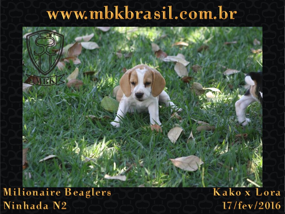 Filhotes Kako x Lora-17fev2016 - web (46)