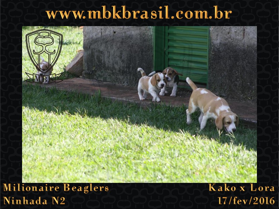 Filhotes Kako x Lora-17fev2016 - web (47)