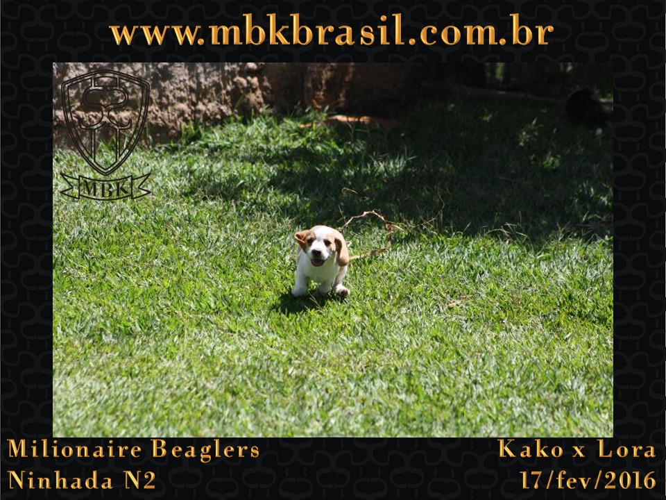 Filhotes Kako x Lora-17fev2016 - web (48)