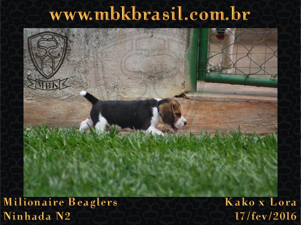 Filhotes Kako x Lora-17fev2016 - web (5)