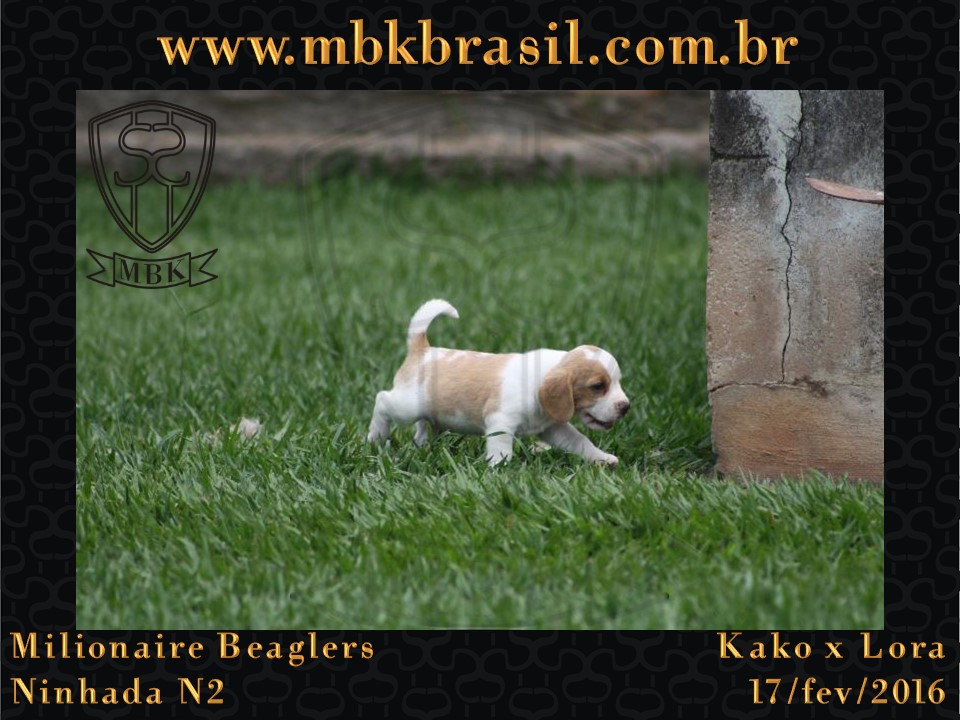 Filhotes Kako x Lora-17fev2016 - web (7)