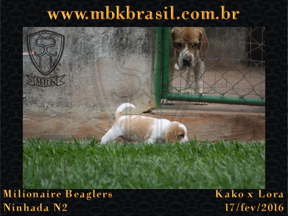 Filhotes Kako x Lora-17fev2016 - web (8)