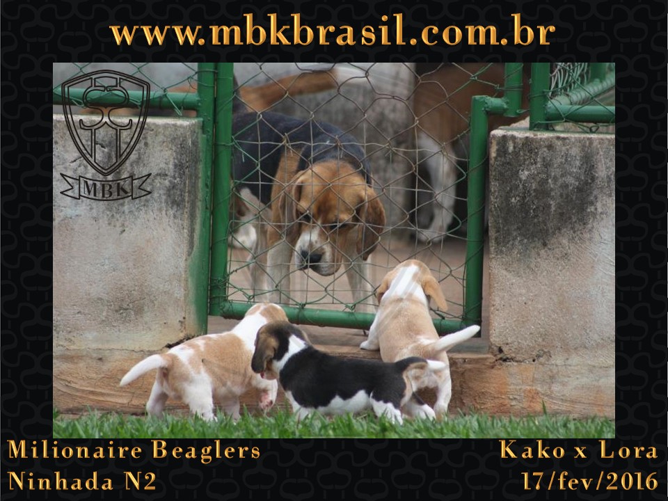 Filhotes Kako x Lora-17fev2016 - web (9)