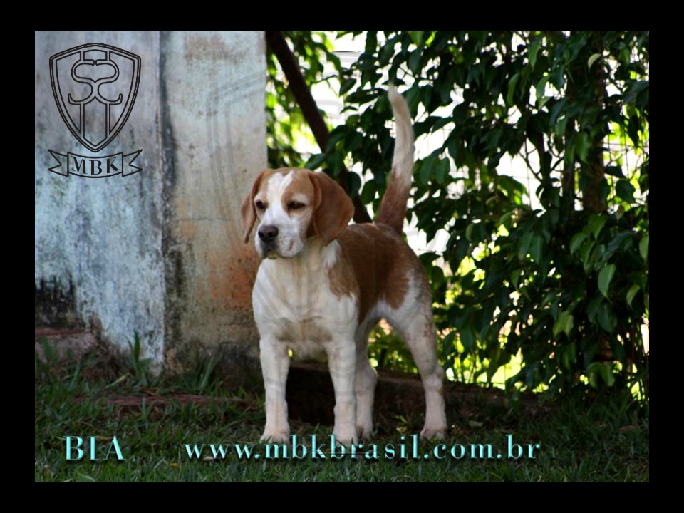 Filhotes Polo x Bia 10out2012 (1)