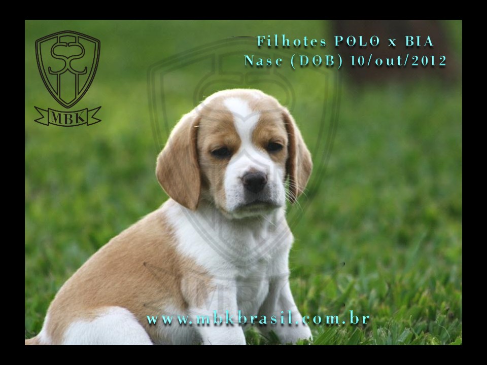 Filhotes Polo x Bia 10out2012 (3)