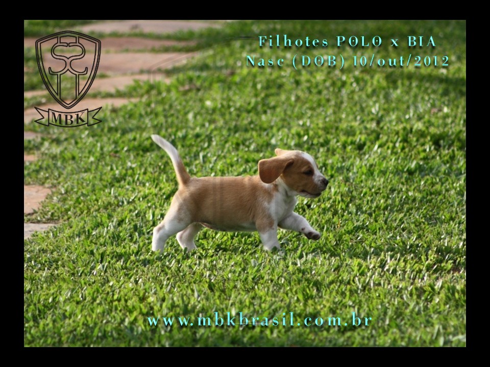 Filhotes Polo x Bia 10out2012 (4)