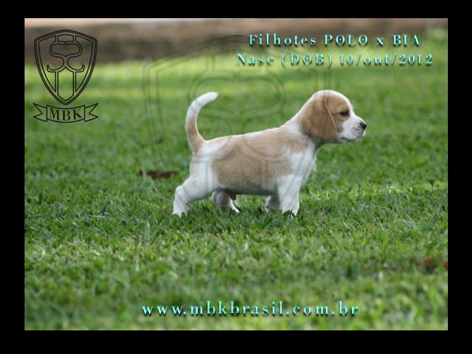 Filhotes Polo x Bia 10out2012 (5)