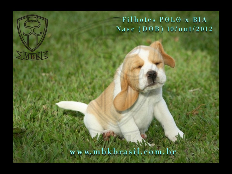 Filhotes Polo x Bia 10out2012 (6)