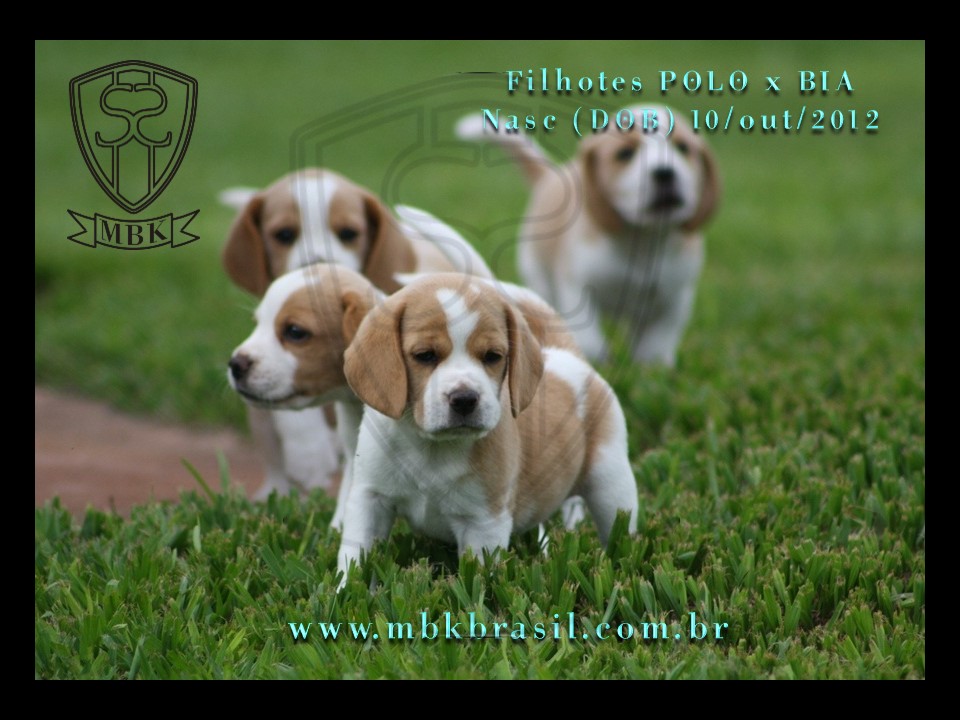 Filhotes Polo x Bia 10out2012 (8)