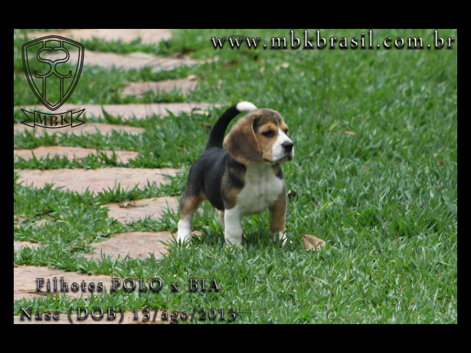 Filhotes Polo x Bia 13ago2013  (1)