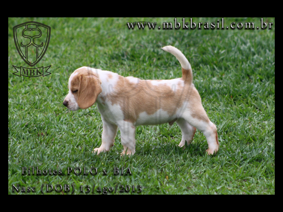 Filhotes Polo x Bia 13ago2013  (10)