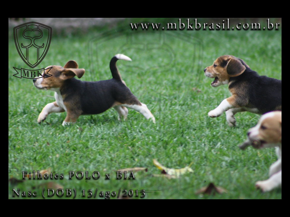 Filhotes Polo x Bia 13ago2013  (11)