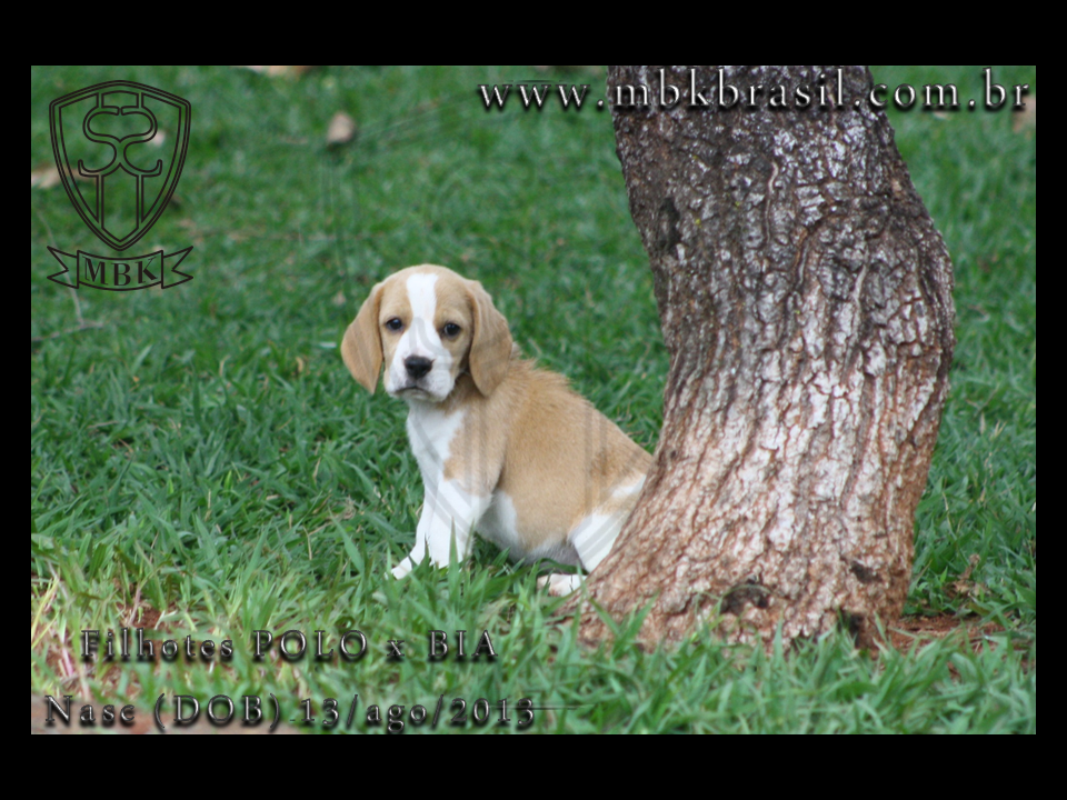 Filhotes Polo x Bia 13ago2013  (12)