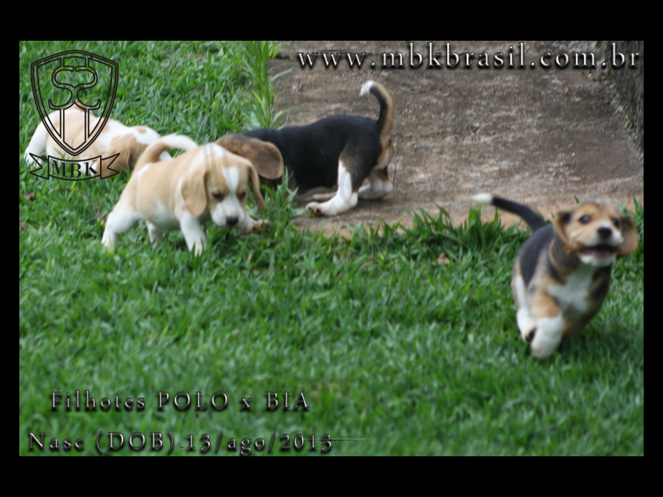 Filhotes Polo x Bia 13ago2013  (13)