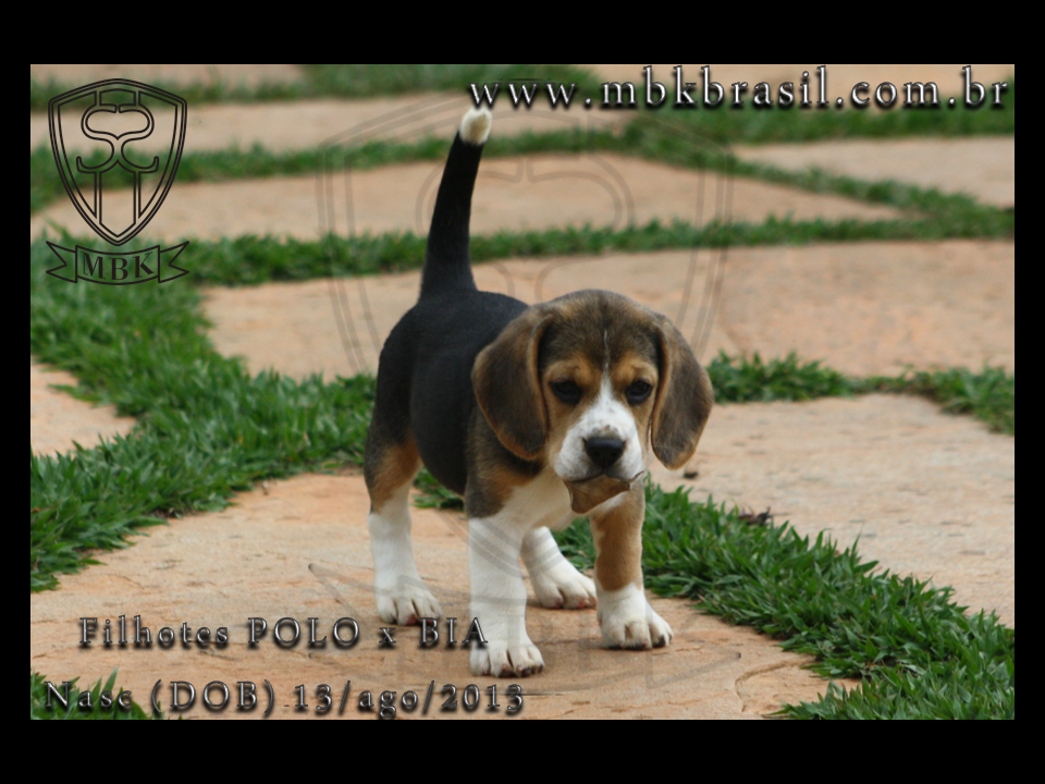 Filhotes Polo x Bia 13ago2013  (14)