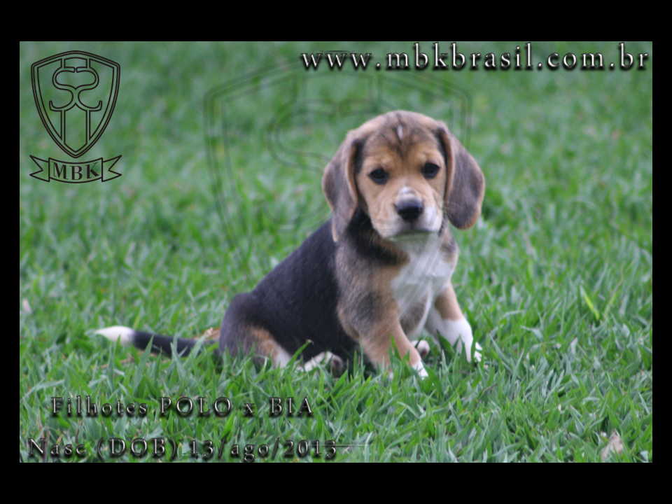 Filhotes Polo x Bia 13ago2013  (15)