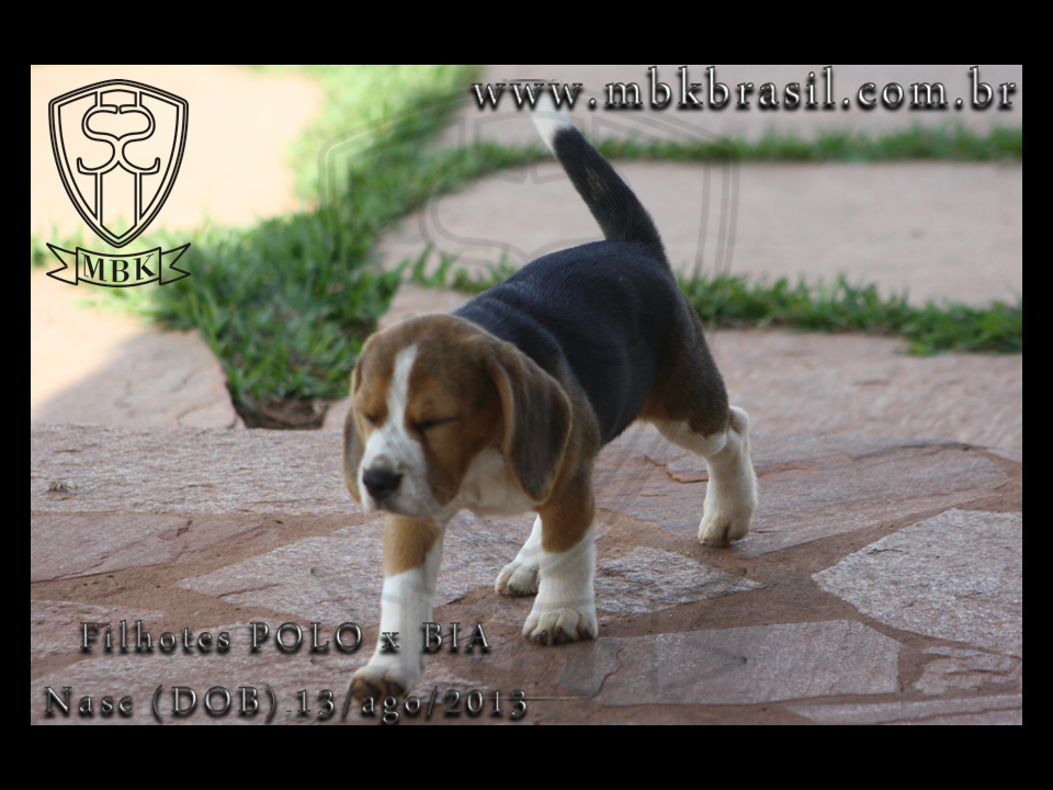 Filhotes Polo x Bia 13ago2013  (3)